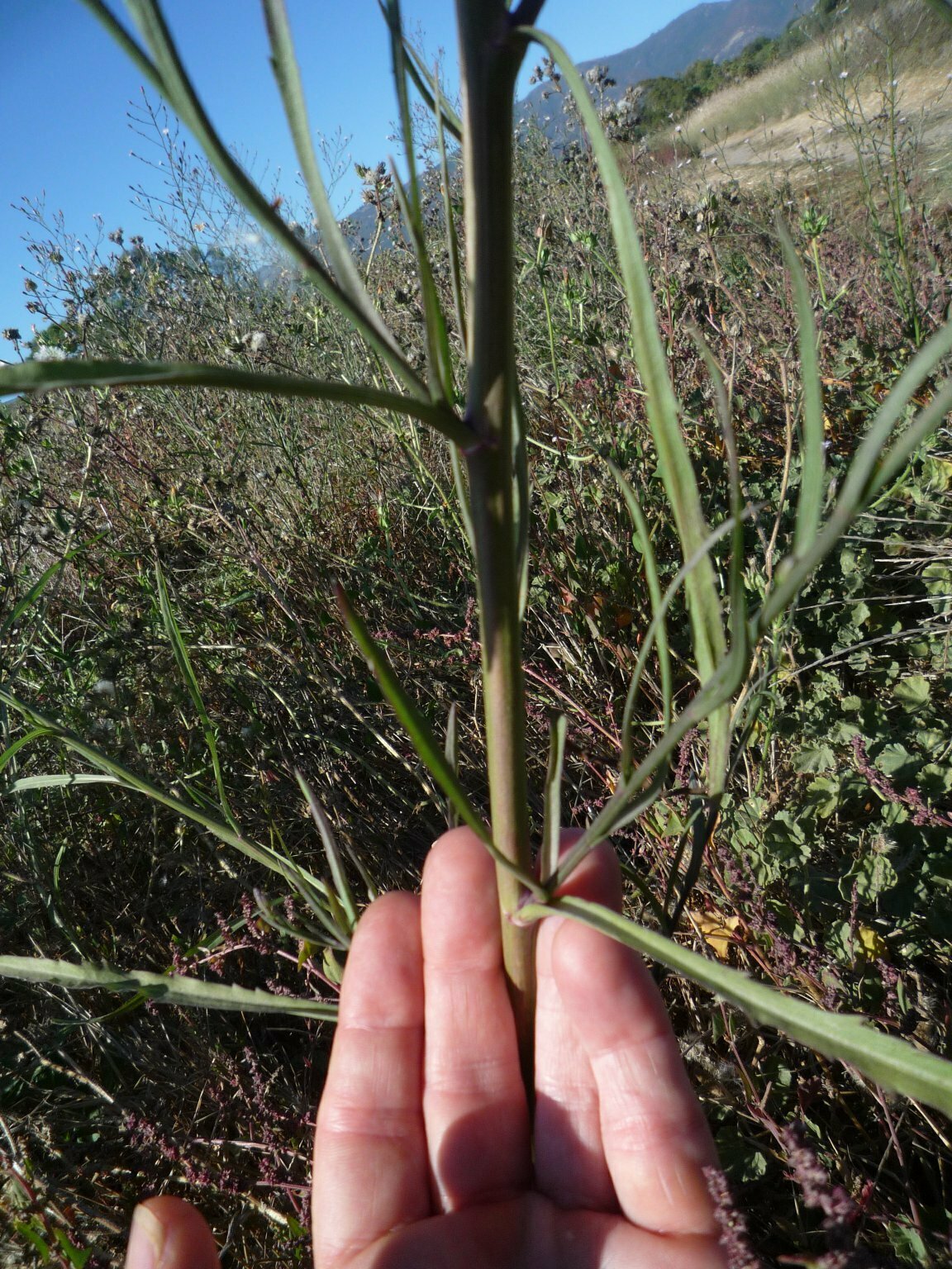 High Resolution Symphyotrichum subulatum Leaf